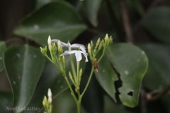 Jasminum flexile var. ovatum